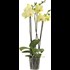 Phalaenopsis 3 Rispen 20+ P12 cm